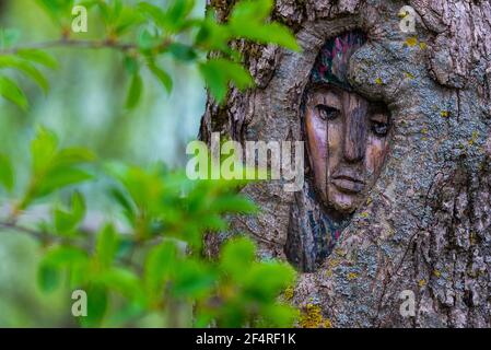 Mysterious face carved in tree trunk in forest. Stock Photo