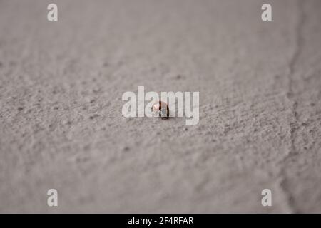 Macro low point red ladybug front view crawling on a concrete surface on a bright sunny day. Close-up Stock Photo
