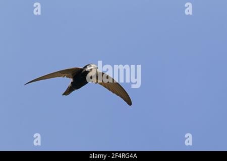 Little Swift - in flight with nest materialApus affinis Gambia, West Africa BI025481 Stock Photo
