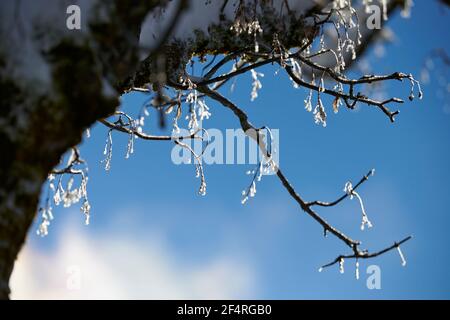 geography / travel, Austria, Dornbirn, ice crystals on branc, Additional-Rights-Clearance-Info-Not-Available Stock Photo