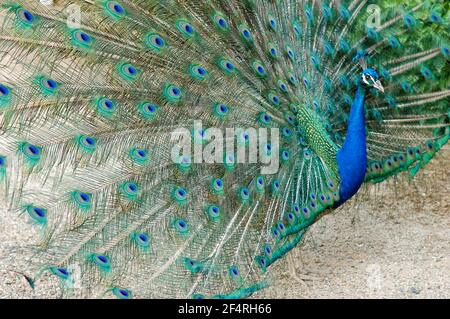 Portrait of beautiful male peacock cartwheeling with feathers outstretched in profile Stock Photo