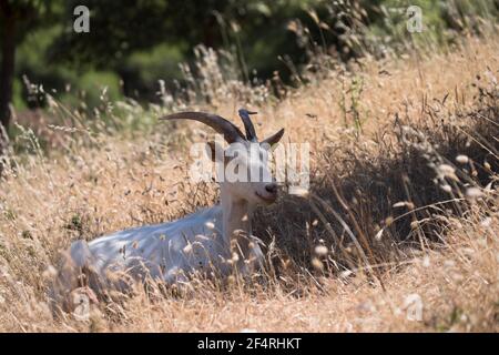 Goat lying in the shade of a tree and looking at the camera on a hill on a sunny day Stock Photo