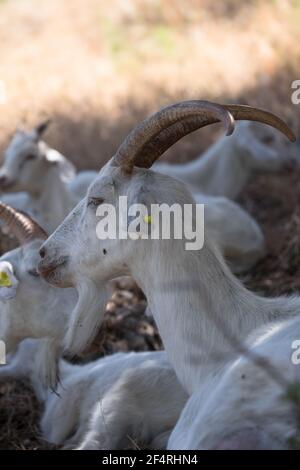 White goats are resting on a hill in the barren grass on a warm summer day. Vertical photo Stock Photo