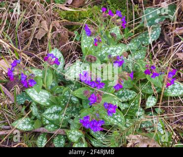 a wild blue violet pulmonaria (lungwort) growing in the shade of a conifer woodland, North Wessex Downs AONB Stock Photo