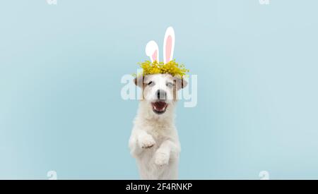 Happy easter dog spring. Funny happy jack russell standing hind two legs wearing bunny ears. Isolated on blue colored background. Stock Photo