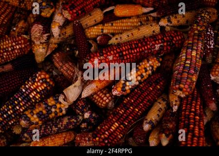 Close up of a variety of colourful cobs of corn, top view Stock Photo