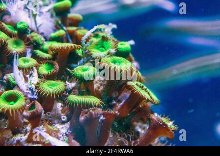 Zoanthus sp. green, pink, corals, Zoanthids, Zoos, Zoanthid Polyps, Sea Mats, Button Polyps Stock Photo