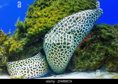 Laced morey or honey combed morey eel living in corals Stock Photo