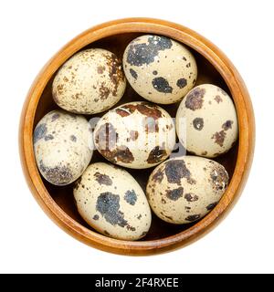 Group of fresh quail eggs in a wooden bowl. Speckled, whole eggs of common quail, Coturnix coturnix, a delicacy, used raw or cooked. Close-up. Stock Photo