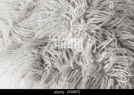 White long haired sheepskin close-up background photo texture Stock Photo