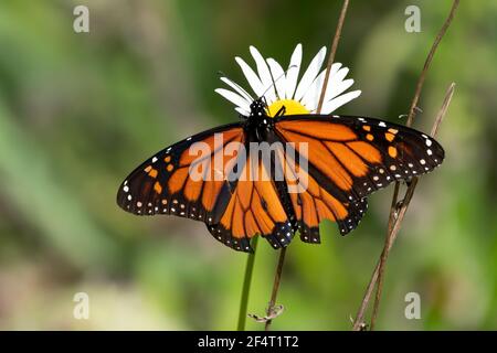 Bright orange Monarch butterfly on a daisy wildflower Stock Photo