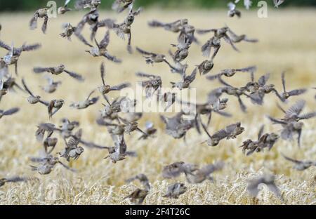A flock of House Sparrow's (Passer domesticus) fly from a corn field near Ballater Aberdeenshire, Scotland. Stock Photo
