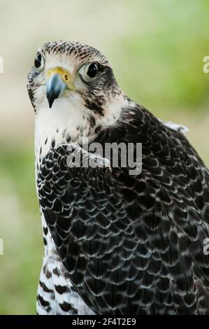gyrfalcon vs peregrine falcon speed gyrfalcon vs peregrine falcon speed