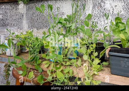 Young sweet pea plants, sown in the autumn, growing on in spring, in re-used supermarket cream pots on improvised greenhouse staging. UK Stock Photo