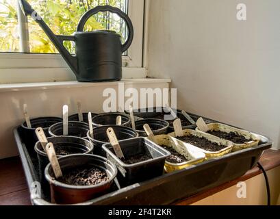 Re-used plastic tubs used for sowing seeds shown in a heated propagator Stock Photo