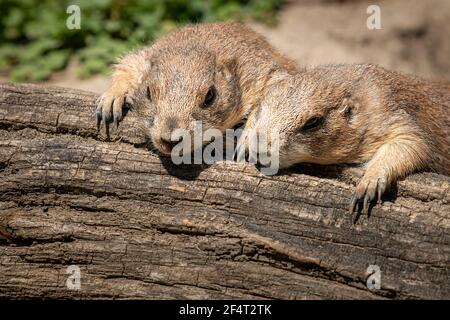 Two black tailed prairie dogs (Cynomys ludovicianus) lying on a piece of wood in the sun, zoo in Vienna (Austria) Stock Photo