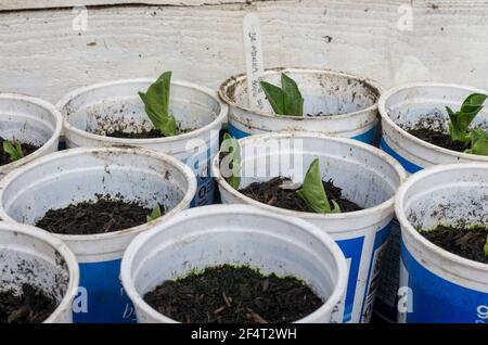 Broad bean seedlings in re-used plastic pots (UK) Stock Photo