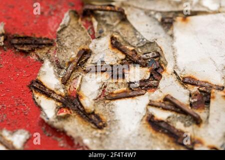 Close up on rusted staples in a red painted notice board with shreds of paper remaining held by the staples. Stock Photo
