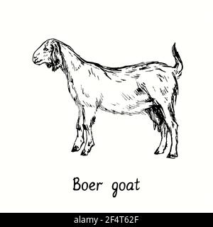 Boer goat standing side view. Ink black and white doodle drawing in woodcut outline style Stock Photo