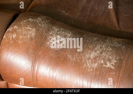 Muddy dog paw prints on an expensive  brown leather settee. Stock Photo