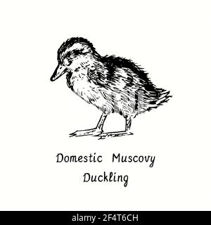 Domestic Muscovy duck (Cairina moschata) and duckling standing side ...