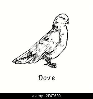 Dove standing side view. Ink black and white doodle drawing in woodcut outline style. Stock Photo