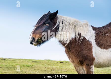 An iconic wild Bodmin Pony grazing on Bodmin Moor in Cornwall. Stock Photo