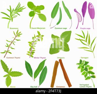 Vector of aromatic Herb, vegetable - Rosemary Sweet Marjoram Sage Thyme Oregano Tarragon Stevia Bay leaf Cinnamon. Healthy ingredients. Colorful set o Stock Vector