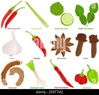 Vector of aromatic Herb, vegetable - Chili, Lemongrass, Kaffir lime, Garlic, Paprika, Star anise, Clove, Tamarind, Coriander roots, Cayenne pepper, Ha Stock Vector