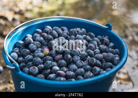 Harvesting blueberries in the field. Blue bucket full of blueberries in nature near blueberries bushes.Natural organic food Stock Photo