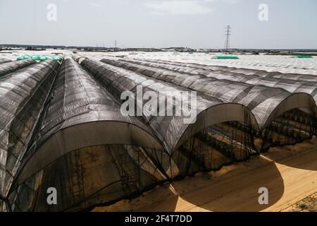 Fruit greenhouses ready for planting and harvesting. raspberries and blueberries. Agriculture. Healthy food Stock Photo