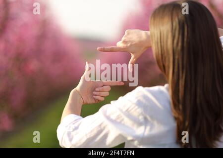 Woman hands framing calculating proportions in a pink field a sunny day Stock Photo