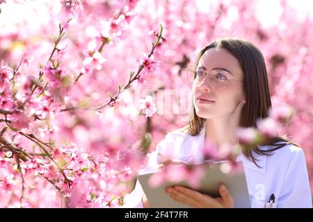 Biologist checking flowers of peach trees field during spring blossom Stock Photo