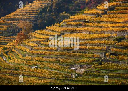 geography / travel, Austria, Weissenkirchen, autumnal vineyard in the Wachau, Additional-Rights-Clearance-Info-Not-Available Stock Photo
