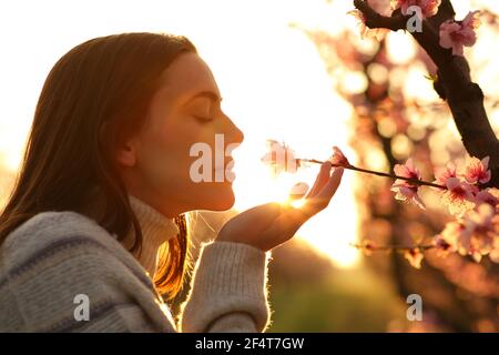 Profile of a woman smelling flower from a peach tree at sunset in a field Stock Photo