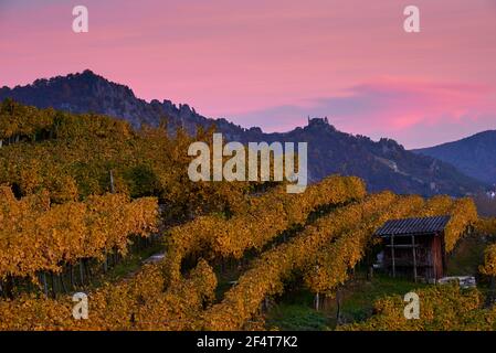 geography / travel, Austria, Weissenkirchen, autumnal vineyard, Additional-Rights-Clearance-Info-Not-Available Stock Photo
