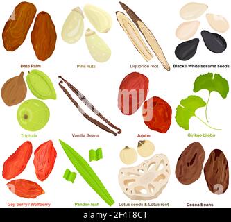 Vector of aromatic culinary Herb. Different fruit, root, seed, leaves - Date palm, Pine nut. Liquorice, sesame, Triphala, Vanilla, Jujube, Ginkgo, Goj Stock Vector