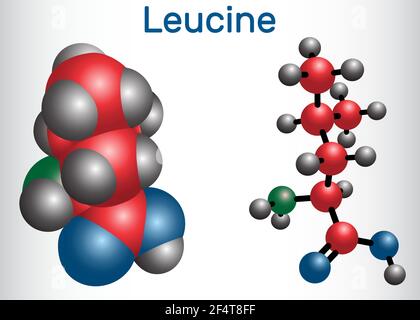 Leucine ( L- leucine, Leu, L) molecule. It is essential amino acid. Molecule model Stock Vector