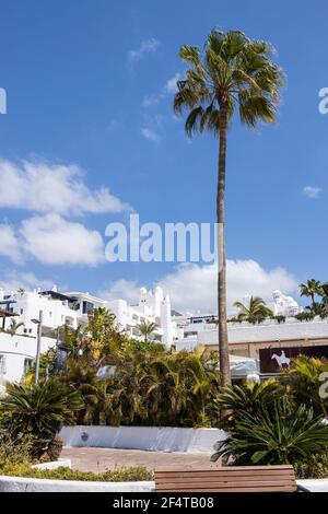 Tall palm tree and smaller palms along the promenade with the whitewashed Hotel Jardin Tropical behind in Costa Adeje, Tenerife, Canary Islands, Spain Stock Photo