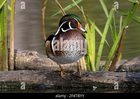 The most beautiful male wood duck standing on a log with water and plants behind him. Closeup portrait. Stock Photo