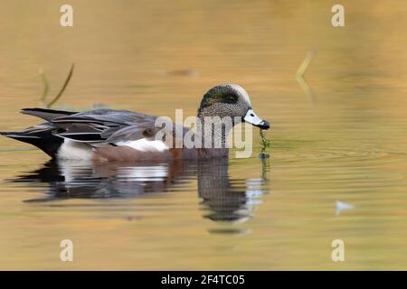 Male american wigeon duck with a plant hanging from its bill, swimming through water reflecting the beautiful fall colours of the trees Stock Photo