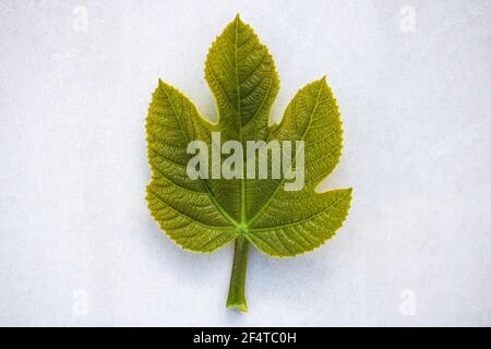 Close-up of small fig tree leaf placed vertically on a white textured background with empty space for text Stock Photo