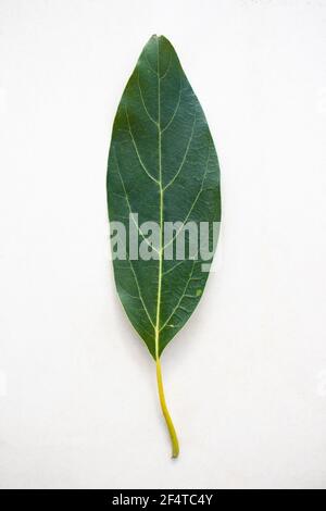 Close-up of single hass avocado tree leaf placed vertically on a white textured background with empty space for text Stock Photo