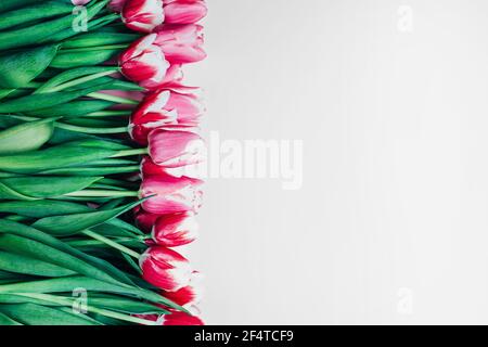 bouquet of pink tulips close-up top view on a white background with free space for an inscription Stock Photo