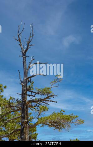 Ponderosa Pine with exposed roots growing on dry hill against cloudy blue sky in countryside, surrounding Bryce Canyon National Park Stock Photo