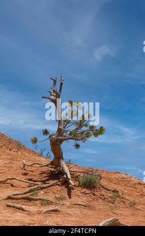 Ponderosa Pine with exposed roots growing on dry hill against cloudy blue sky in countryside, surrounding Bryce Canyon National Park Stock Photo