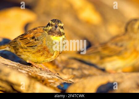 Cirl Bunting, Emberiza cirlus, Forest Pond, Mediterranean Forest, Castile and Leon, Spain, Europe Stock Photo