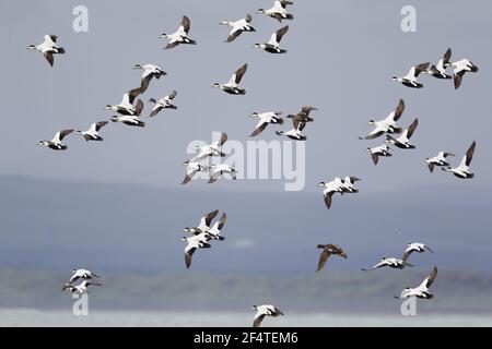 Common Eider - flock in flight Somateria mollissima Iceland BI026108 Stock Photo