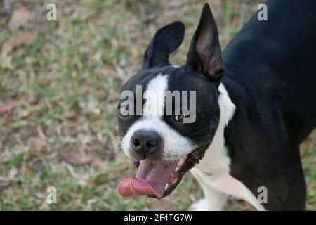 Cute Boston Terrier Puppy, Outside on the Grass. Stock Photo