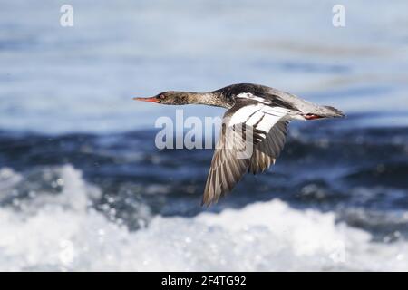 Red-breasted Merganser - female in flight Mergus serrator Iceland BI026147 Stock Photo